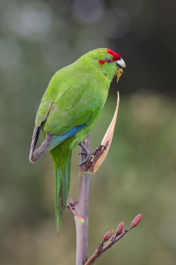 A wild Red-fronted Parakeet clings to a branch