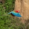 A wild Red-and-green Macaw in fligh