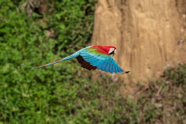 A wild Red-and-green Macaw in fligh