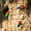 Wild Red-and-green Macaws feed on soils at a clay lick