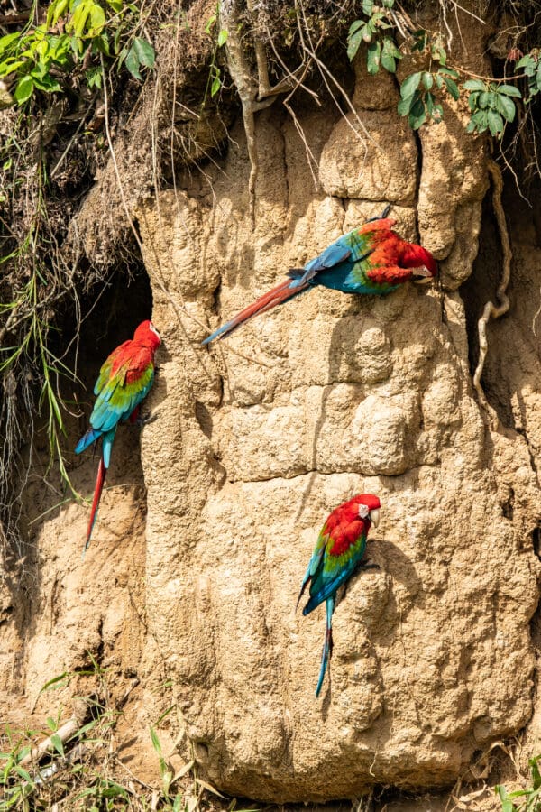 Wild Red-and-green Macaws feed on soils at a clay lick