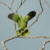 A wild Red-lored Amazon displays