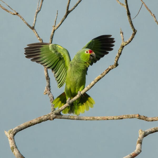 A wild Red-lored Amazon displays