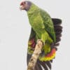 © Corey Raffel A wild Red-tailed Amazon perches atop a branch