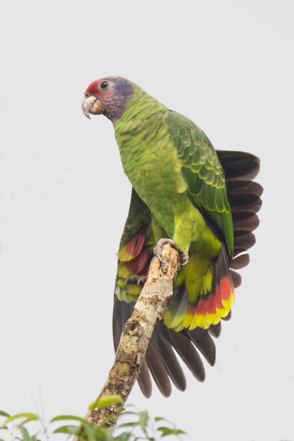 A wild Red-tailed Amazon perches atop a branch