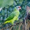© Corey Raffel A wild Red-tailed Amazon perches in a tree