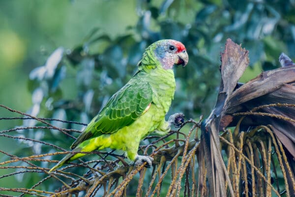 A wild Red-tailed Amazon perches in a tree