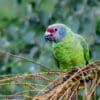 © Corey Raffel A wild Red-tailed Amazon perches in a tre