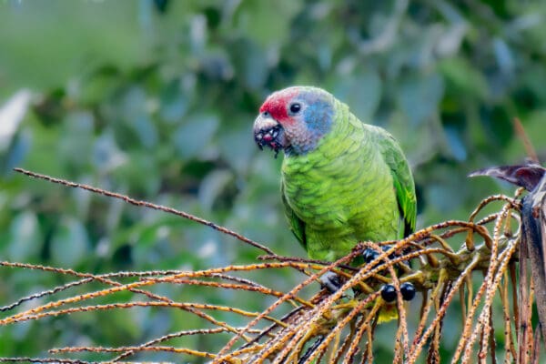 A wild Red-tailed Amazon perches in a tre