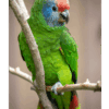 A Red-tailed Amazon perches on a branch