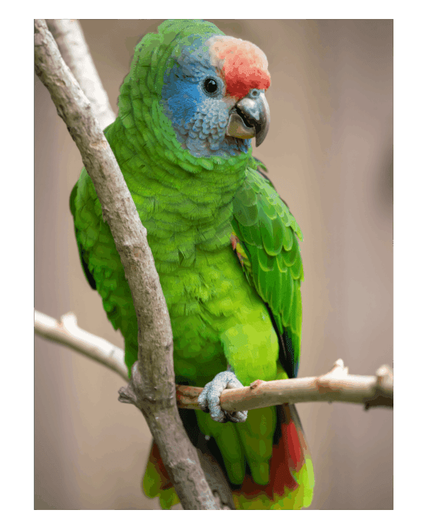 A Red-tailed Amazon perches on a branch