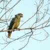 A wild Red-tailed Amazon perches in a tree