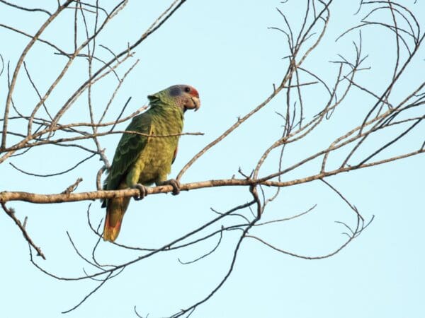 A wild Red-tailed Amazon perches in a tree