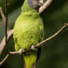 A wild Red-tailed Amazon perches on a twig
