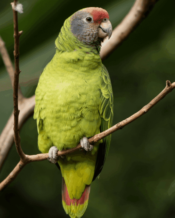 A wild Red-tailed Amazon perches on a twig