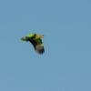 A wild Red-tailed Amazon on the wing