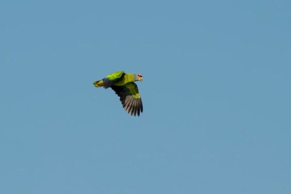 A wild Red-tailed Amazon on the wing