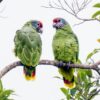 © Corey Raffel Wild Red-tailed Amazons perch in a tree