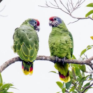 Wild Red-tailed Amazons perch in a tree