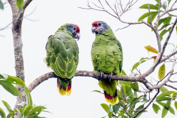 Wild Red-tailed Amazons perch in a tree