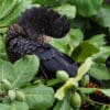 A wild female Red-tailed Black Cockatoo preens