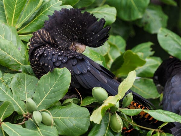 A wild female Red-tailed Black Cockatoo preens