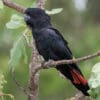 A wild Red-tailed Black Cockatoo perches on a branch