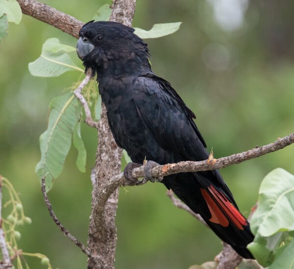 A wild Red-tailed Black Cockatoo perches on a branch