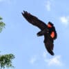A wild Red-tailed Black Cockatoo in flight