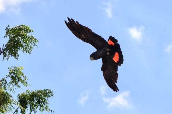 A wild Red-tailed Black Cockatoo in flight