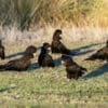 Wild Red-tailed Black Cockatoos browse on the ground