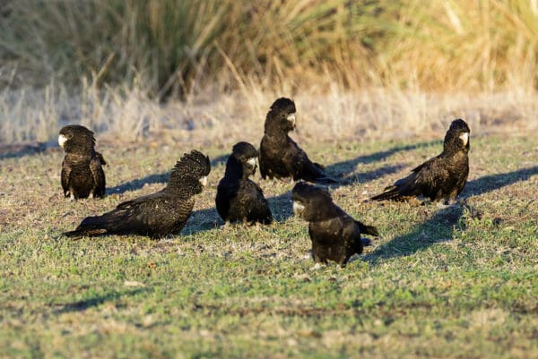 Wild Red-tailed Black Cockatoos browse on the ground