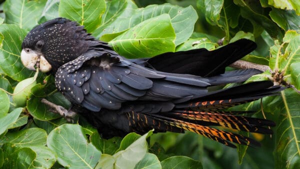 A wild female Red-tailed Black Cockatoo forages in a tree