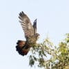 A wild Red-tailed Black Cockatoo flaps its wings