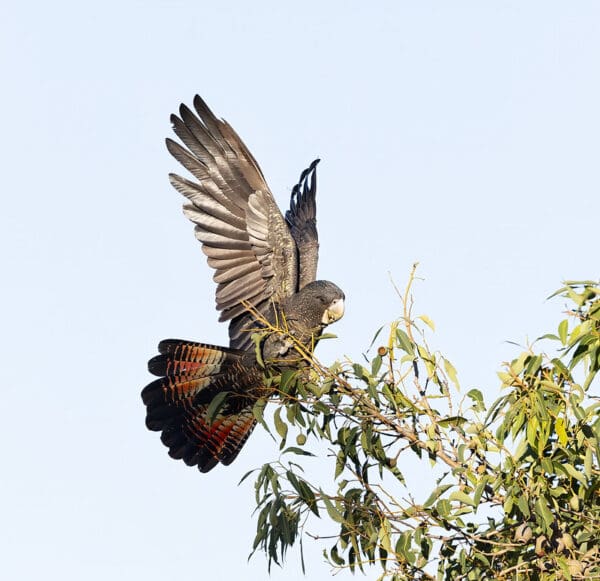 A wild Red-tailed Black Cockatoo flaps its wings