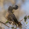 A wild Red-tailed Black Cockatoo perches in a tree