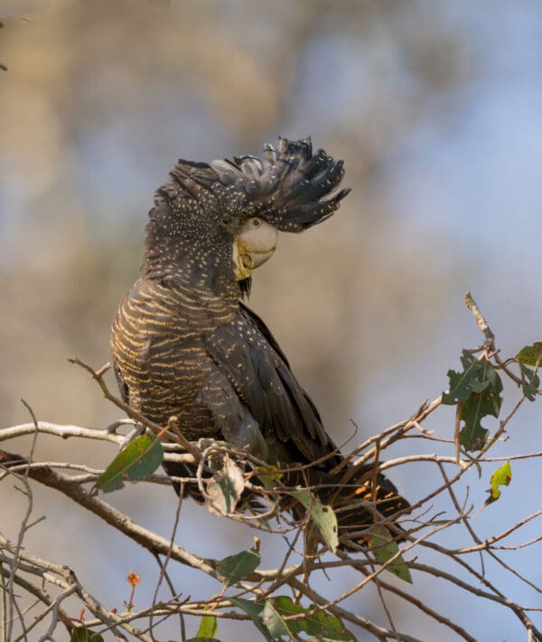 A wild Red-tailed Black Cockatoo perches in a tree