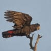 A wild Red-tailed Black Cockatoo stretches its wings