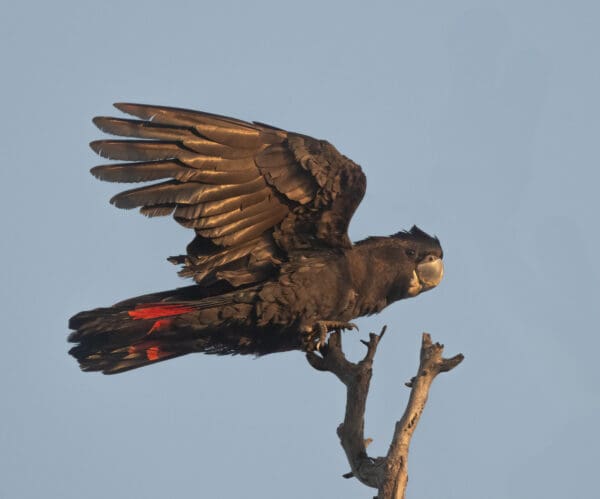 A wild Red-tailed Black Cockatoo stretches its wings