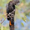 A wild Red-tailed Cockatoo perches in a tree