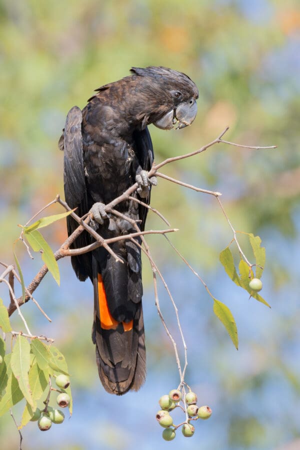A wild Red-tailed Cockatoo perches in a tree