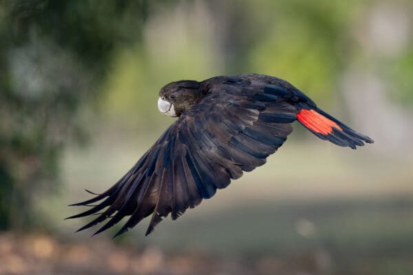 A wild Red-tailed Cockatoo in flight