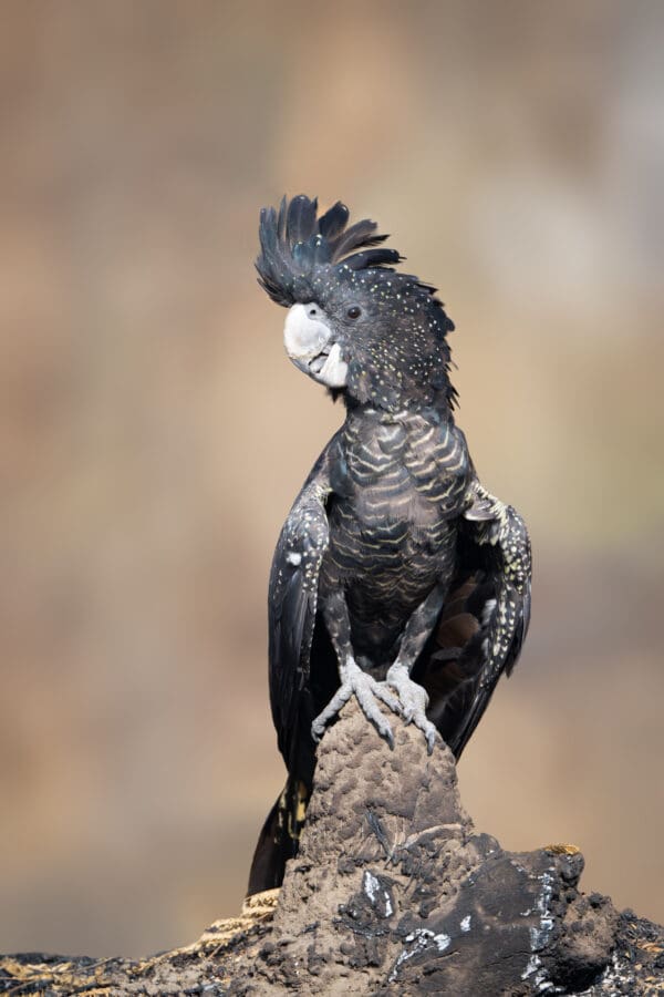A wild Red-tailed Cockatoo perches atop a log