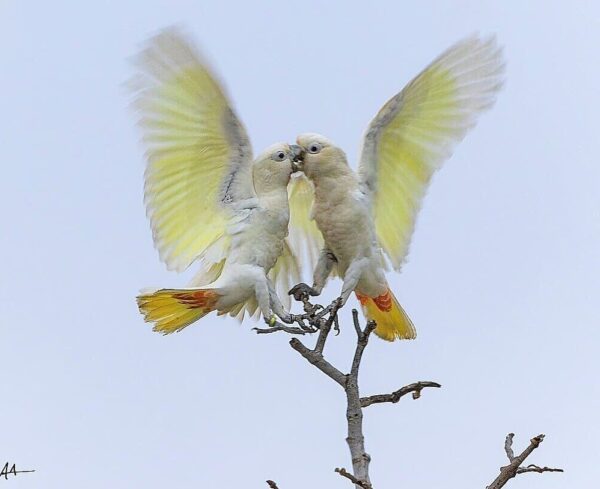 Wild Red-vented Cockatoos interact
