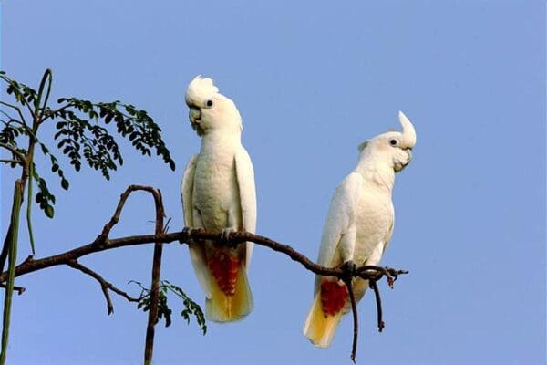 Wild Red-vented Cockatoos perch in a tree