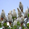 A flock of wild Red-vented Cockatoos perch atop a tree
