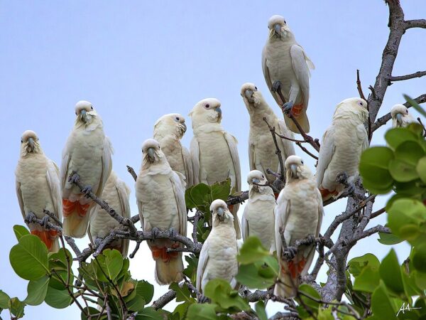 A flock of wild Red-vented Cockatoos perch atop a tree