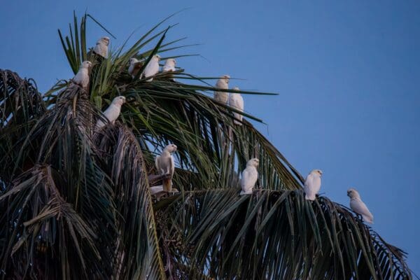 Wild Red-vented Cockatoos perch in palm tree