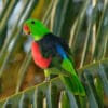 A wild Red-winged Parrot perches on a palm leaf