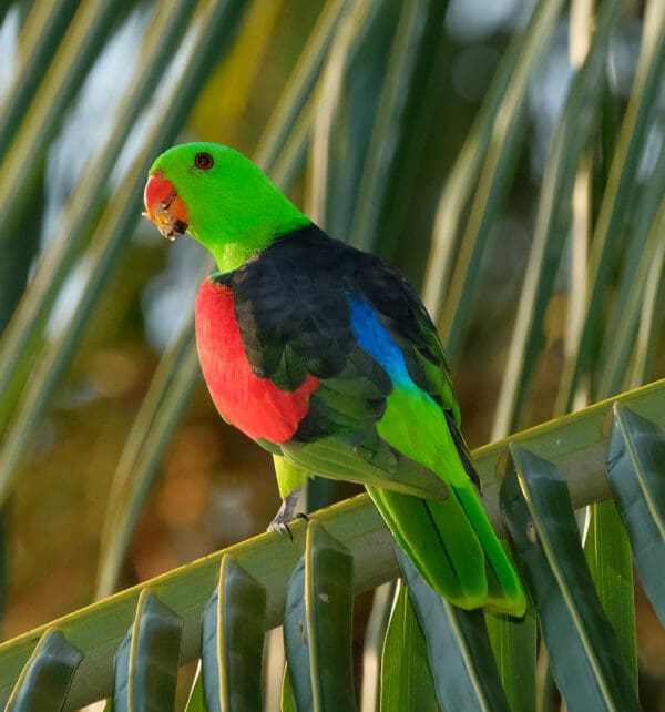 A wild Red-winged Parrot perches on a palm leaf